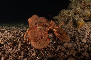 Kızıl Deniz 'de ıstakoz Renkli ve güzel, Eilat Israel