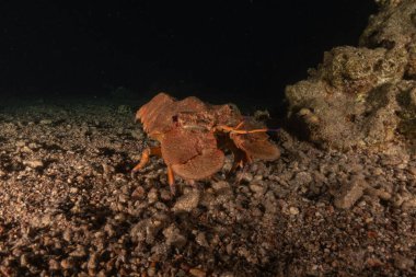 Kızıl Deniz 'de ıstakoz Renkli ve güzel, Eilat Israel