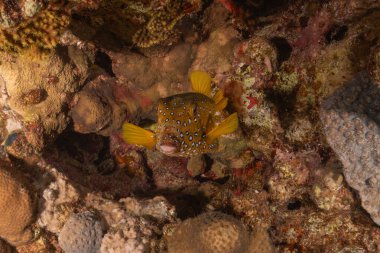 Kızıl Denizde yüzen balıklar, renkli balıklar, Eilat İsrail