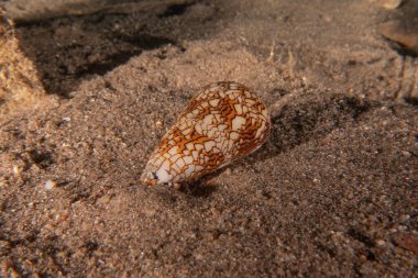 Kızıldeniz 'deki deniz tabanındaki Conus Tekstil, Eilat İsrail