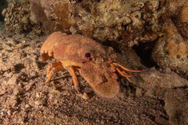 Kızıl Deniz 'de ıstakoz Renkli ve güzel, Eilat Israel