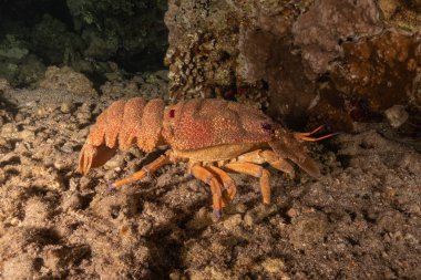 Kızıl Deniz 'de ıstakoz Renkli ve güzel, Eilat Israel