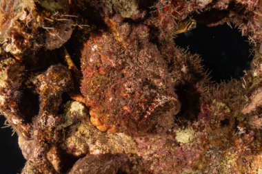 Kızıl Denizde yüzen balıklar, renkli balıklar, Eilat İsrail