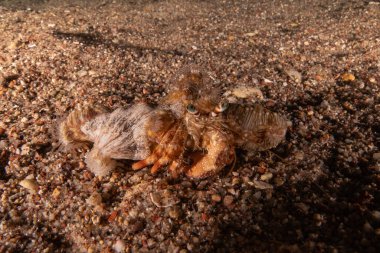 Kızıl Deniz 'deki keşiş yengeci Renkli ve güzel, Eilat Israel