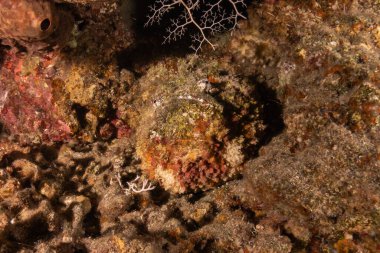 Kızıl Denizde yüzen balıklar, renkli balıklar, Eilat İsrail