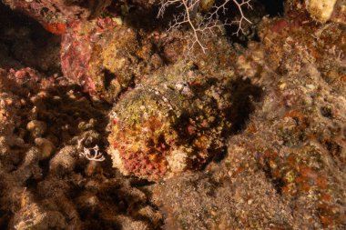 Kızıl Denizde yüzen balıklar, renkli balıklar, Eilat İsrail