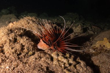 Kızıl Deniz 'deki aslan balığı renkli balık, Eilat Israel