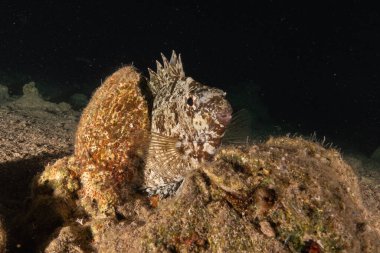 Kızıl Denizde yüzen balıklar, renkli balıklar, Eilat İsrail