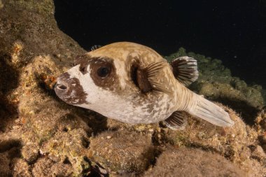 Kızıl Denizde yüzen balıklar, renkli balıklar, Eilat İsrail