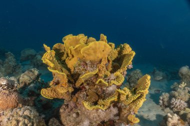 Kızıldeniz 'deki mercan resifi ve su bitkileri, Eilat Israel