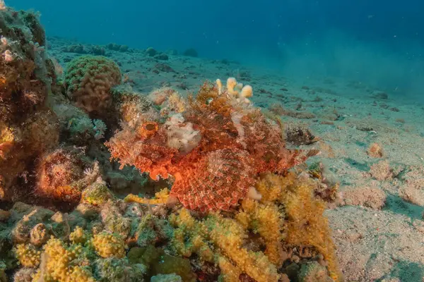 stock image Fish swimming in the Red Sea, colorful fish, Eilat Israel