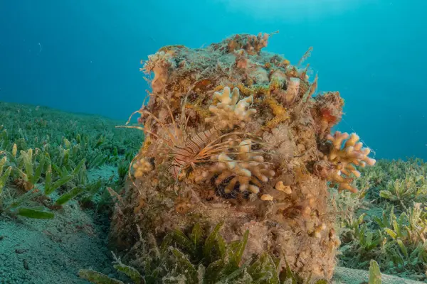 stock image Coral reef and water plants in the Red Sea, Eilat Israel