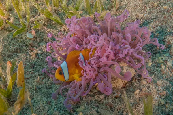 Stock image Clown-fish anemonefish in the Red Sea Colorful and beautiful, Eilat Israel