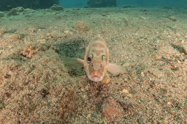 stock image Fish swimming in the Red Sea, colorful fish, Eilat Israel