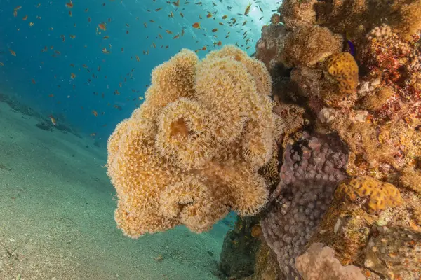 stock image Coral reef and water plants in the Red Sea, Eilat Israel