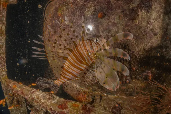 stock image Lionfish in the Red Sea colorful fish, Eilat Israel