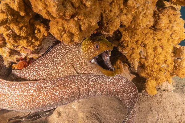 Moray eel Mooray lycodontis Kızıldenizde dalgalanma, Eilat Israel