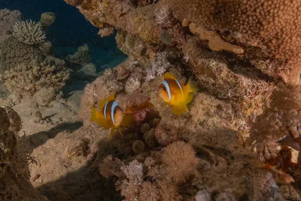 stock image Clown-fish anemonefish in the Red Sea Colorful and beautiful, Eilat Israel