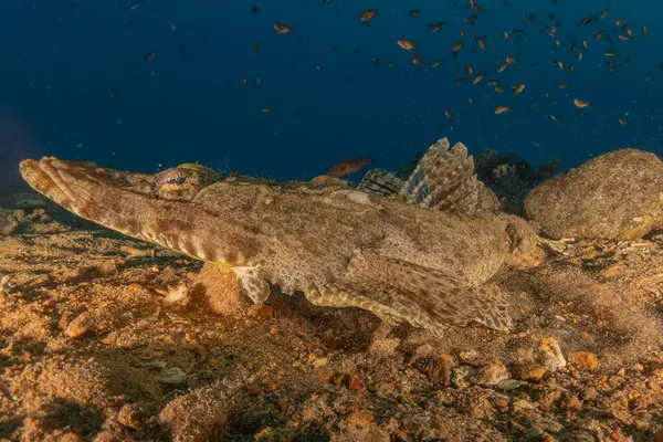 Kızıl Denizde yüzen balıklar, renkli balıklar, Eilat İsrail