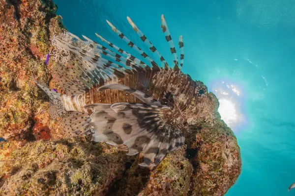 stock image Lionfish in the Red Sea colorful fish, Eilat Israel