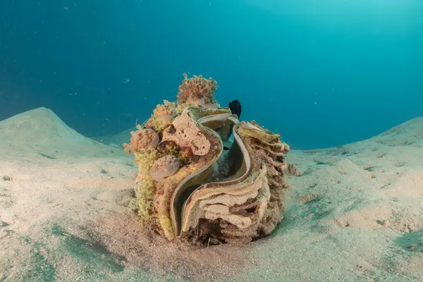 Kızıl Deniz 'deki dev istiridye Renkli ve güzel, Eilat Israel
