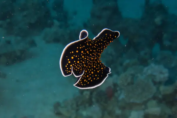 Stock image Sea Slug in the Red Sea Colorful and beautiful, Eilat Israel