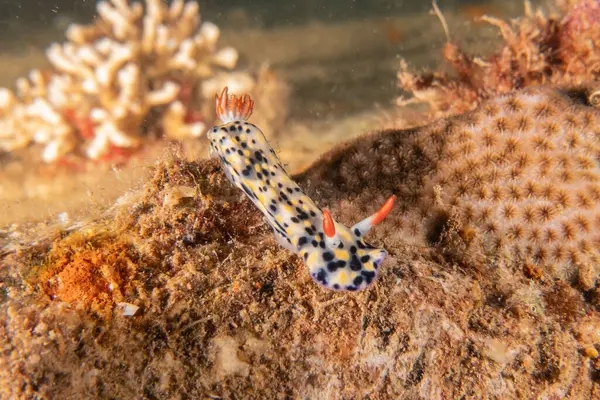 stock image Sea Slug in the Red Sea Colorful and beautiful, Eilat Israel