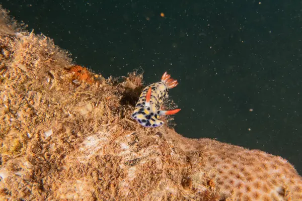 stock image Sea Slug in the Red Sea Colorful and beautiful, Eilat Israel