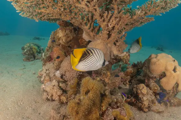 Kızıl Denizde yüzen balıklar, renkli balıklar, Eilat İsrail
