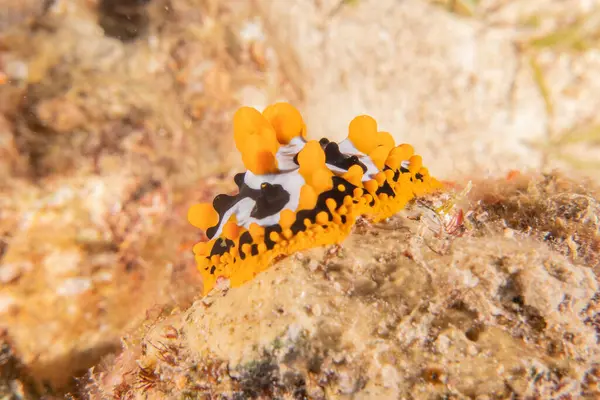 stock image Sea Slug in the Red Sea Colorful and beautiful, Eilat Israel