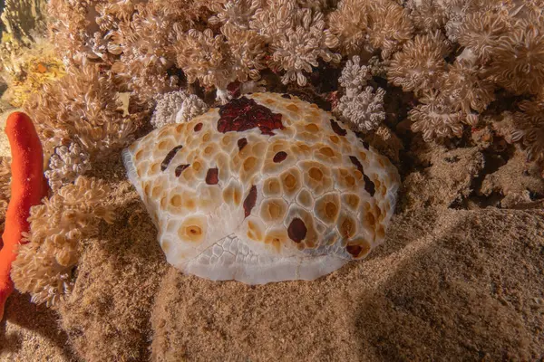 Stock image Sea Slug in the Red Sea Colorful and beautiful, Eilat Israel