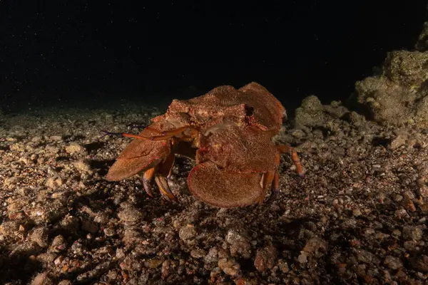 Kızıl Deniz 'de ıstakoz Renkli ve güzel, Eilat Israel