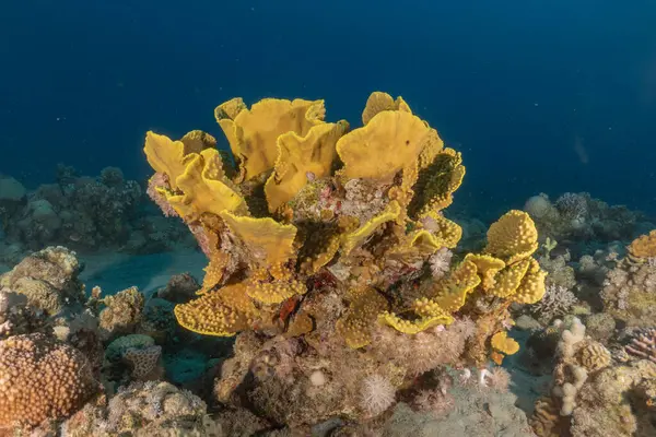 stock image Coral reef and water plants in the Red Sea, Eilat Israel