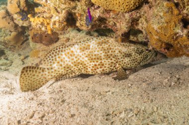 Kızıl Denizde yüzen balıklar, renkli balıklar, Eilat İsrail