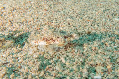 Kızıl Denizde yüzen balıklar, renkli balıklar, Eilat İsrail