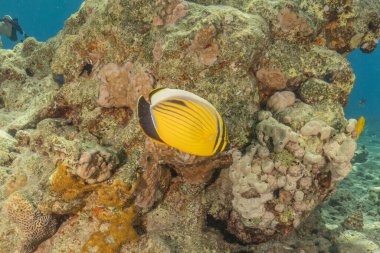 Kızıl Denizde yüzen balıklar, renkli balıklar, Eilat İsrail