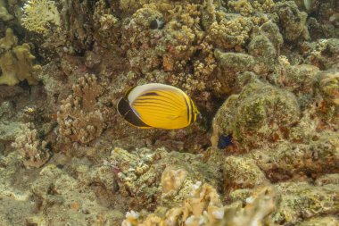 Kızıl Denizde yüzen balıklar, renkli balıklar, Eilat İsrail