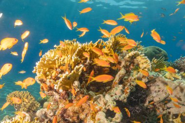 Kızıldeniz 'deki mercan resifi ve su bitkileri, Eilat Israel