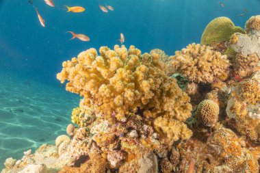 Kızıldeniz 'deki mercan resifi ve su bitkileri, Eilat Israel