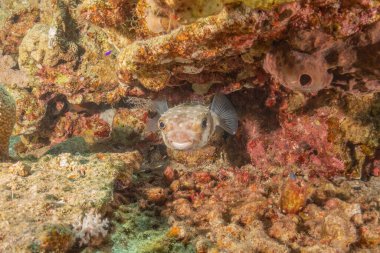 Kızıl Denizde yüzen balıklar, renkli balıklar, Eilat İsrail