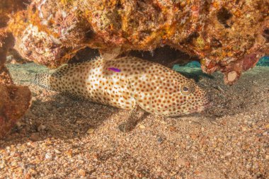 Kızıl Denizde yüzen balıklar, renkli balıklar, Eilat İsrail