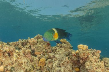 Kızıl Denizde yüzen balıklar, renkli balıklar, Eilat İsrail