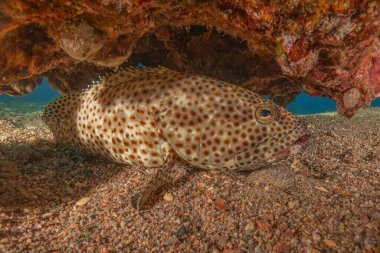 Kızıl Denizde yüzen balıklar, renkli balıklar, Eilat İsrail