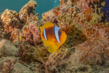 Kızıl Deniz 'deki palyaço balığı balığı. Renkli ve güzel, Eilat Israel.