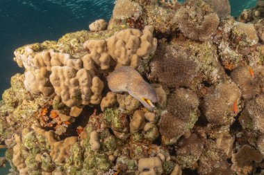 Moray eel Mooray lycodontis Kızıldenizde dalgalanma, Eilat Israel