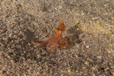 Kızıl Deniz 'deki kamuflajın kralı, Eilat Israel. 