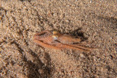 Kızıl Deniz 'deki kamuflajın kralı, Eilat Israel. 