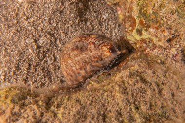 Kızıldeniz 'deki deniz tabanındaki Conus Tekstil, Eilat İsrail