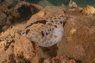 Sea Slug in the Red Sea Colorful and beautiful, Eilat Israel clipart