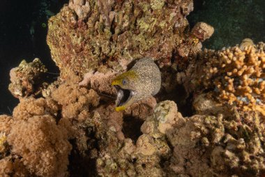 Moray eel Mooray lycodontis Kızıldenizde dalgalanma, Eilat Israel